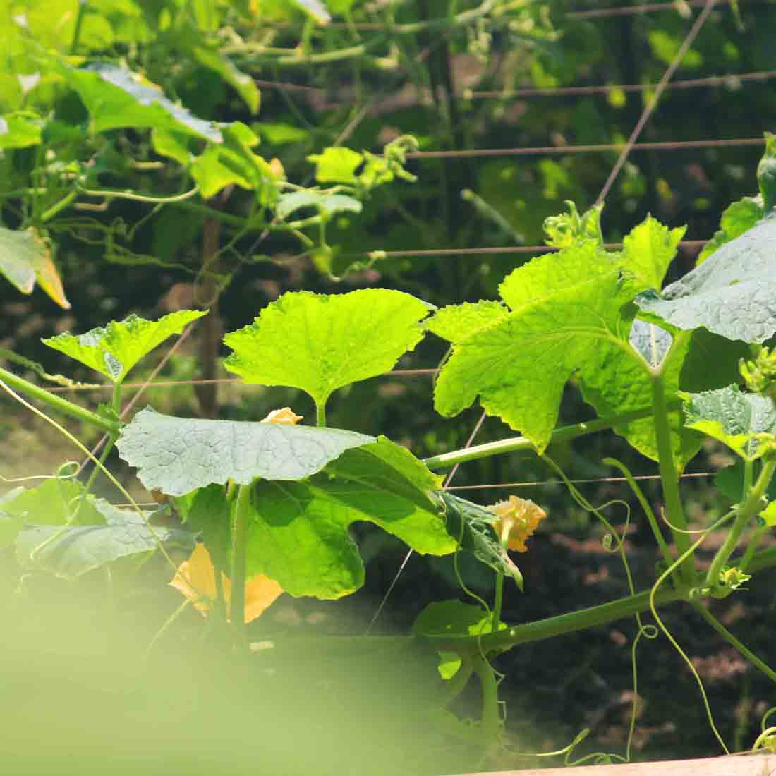 Natural tree Background Photography in Bangladesh preview image.