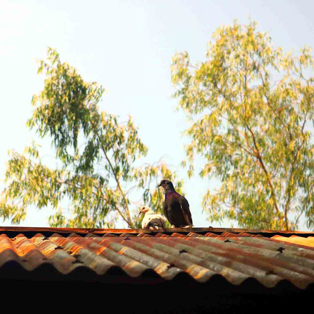 Natural tree Photography in Bangladesh preview image.