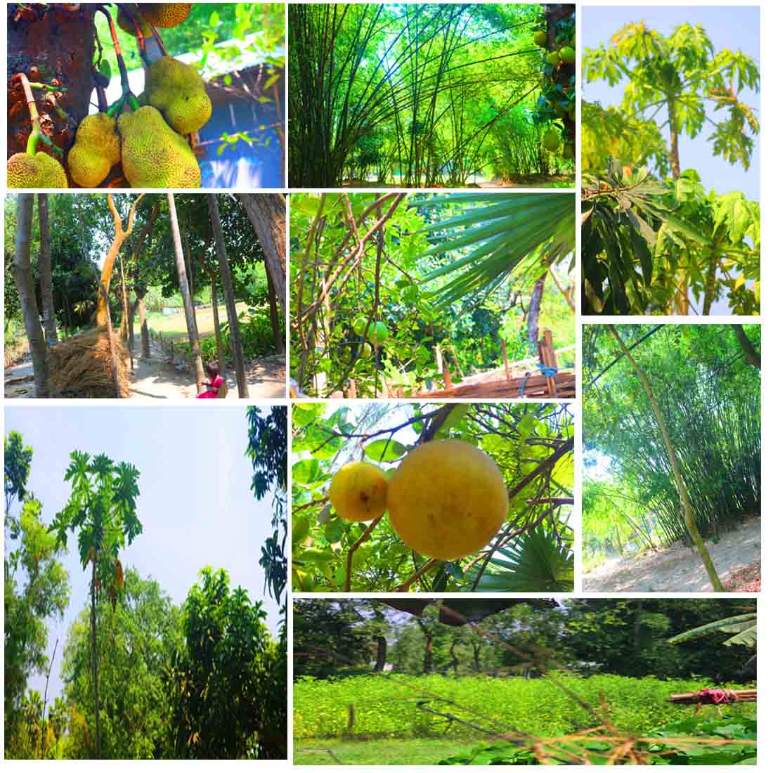 Natural tree Background Photography in Bangladesh cover image.