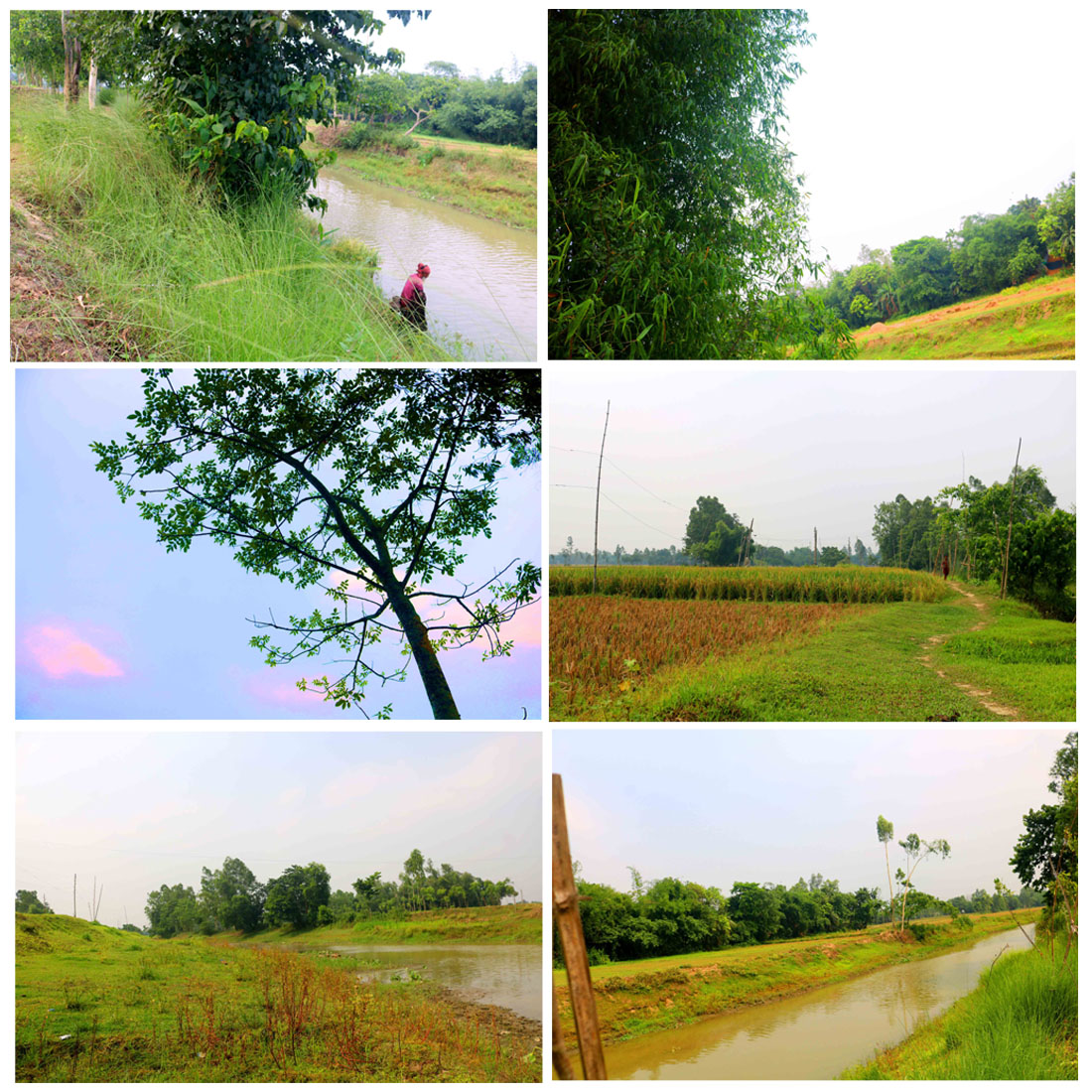 Natural Tree Photography in Bangladesh cover image.