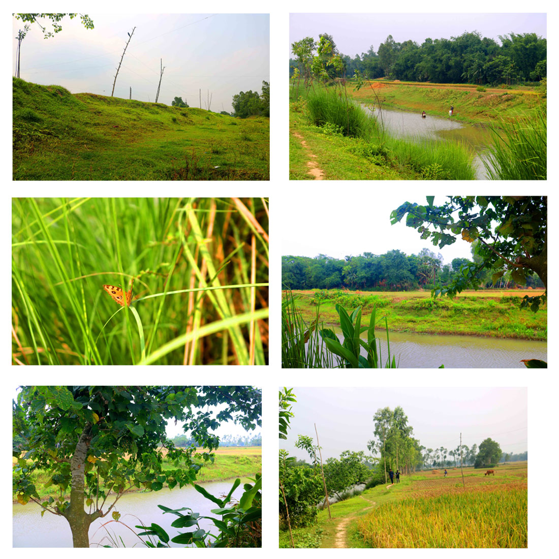 Breathtaking Natural Photography in Bangladesh cover image.