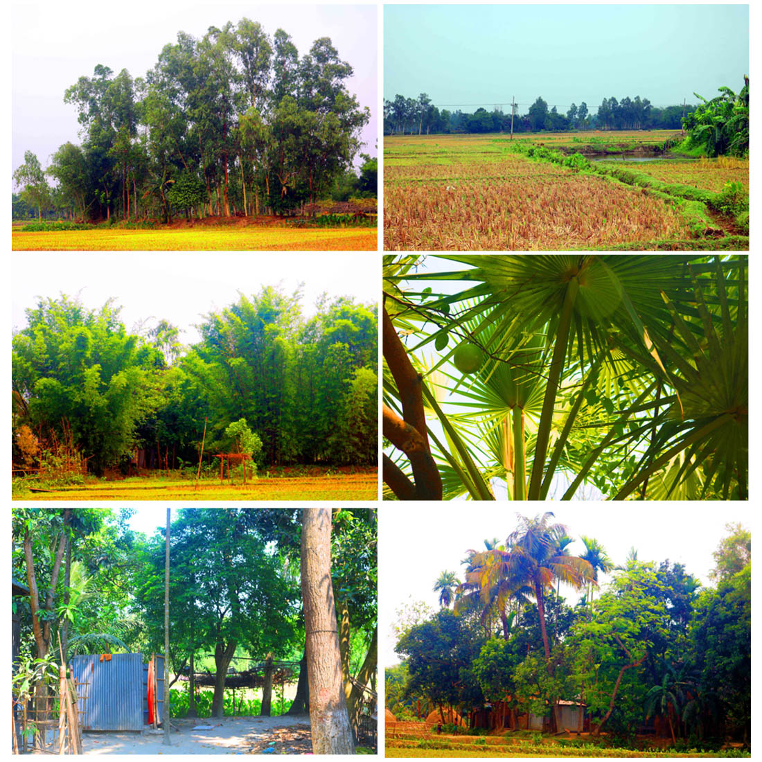 Natural tree Photography in Bangladesh cover image.