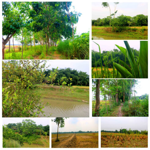 Natural Tree Photography in Bangladesh cover image.