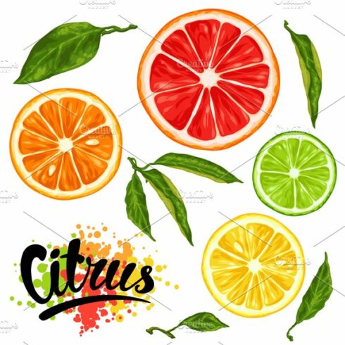 Set with citrus fruits slices. cover image.