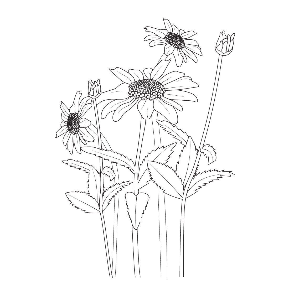 botanical daisy flower illustration daisy flower branch vector line art, daisy drawing, daisy drawing outline preview image.