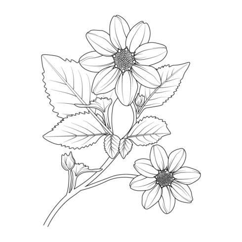vintage dahlia flower illustration branch of the stick, blossom dahlia vector art, dahlia flower line art cover image.