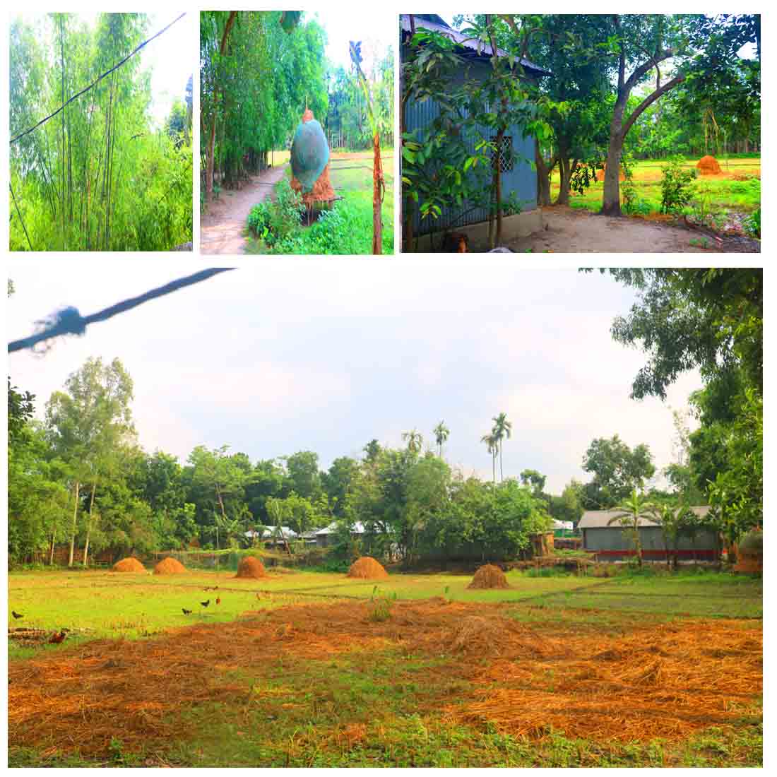 Natural Tree Background Photography in Bangladesh cover image.