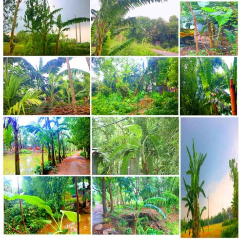 Banana Tree Kola Photography in Bangladesh cover image.