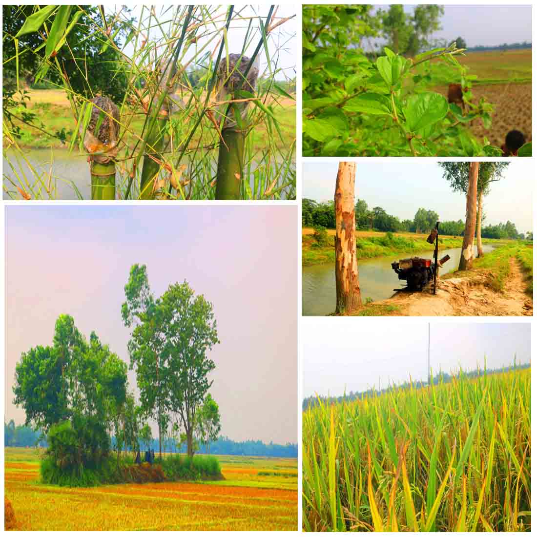 Natural Tree Background Photography in Bangladesh cover image.