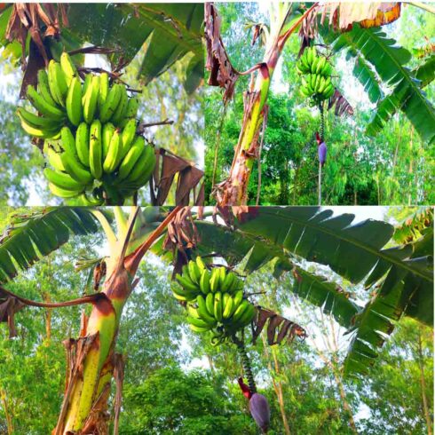 Banana Tree Photography in Bangladesh cover image.