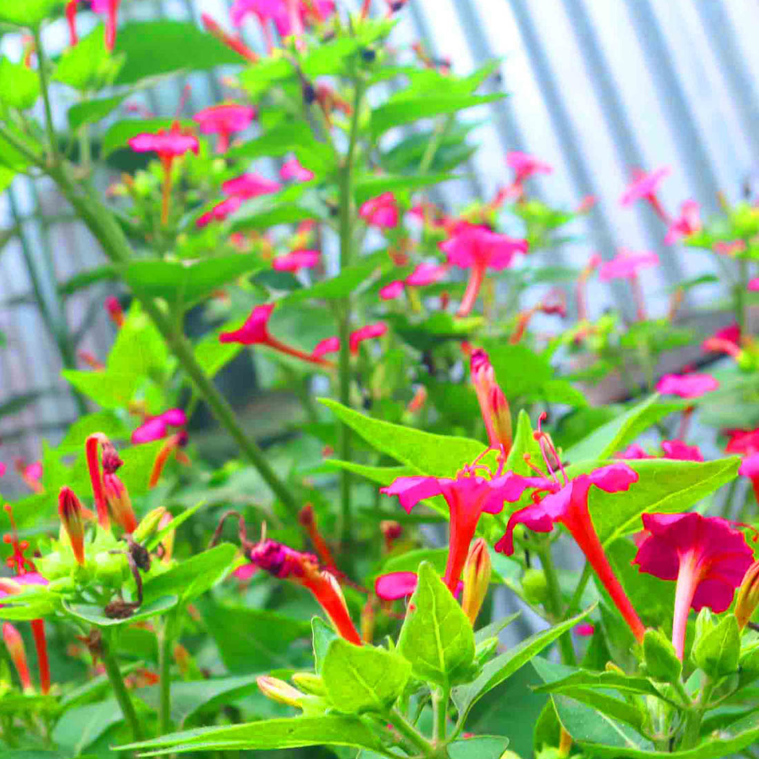 Natural Flower Photography in Bangladesh preview image.