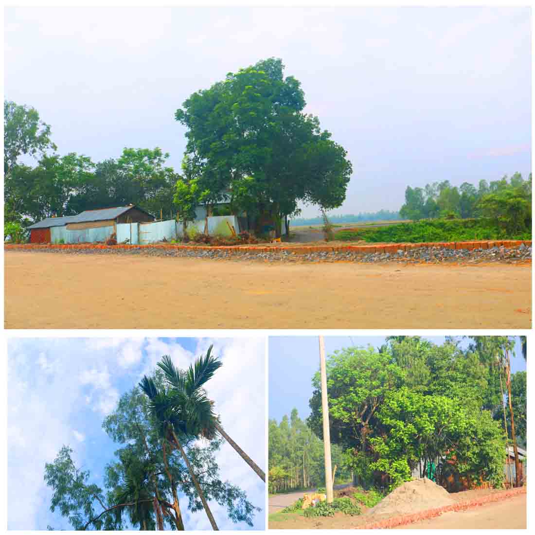 Natural Tree Background Photography in Bangladesh cover image.