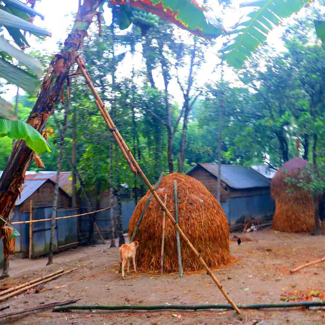 Natural Tree Background Photography in Bangladesh preview image.