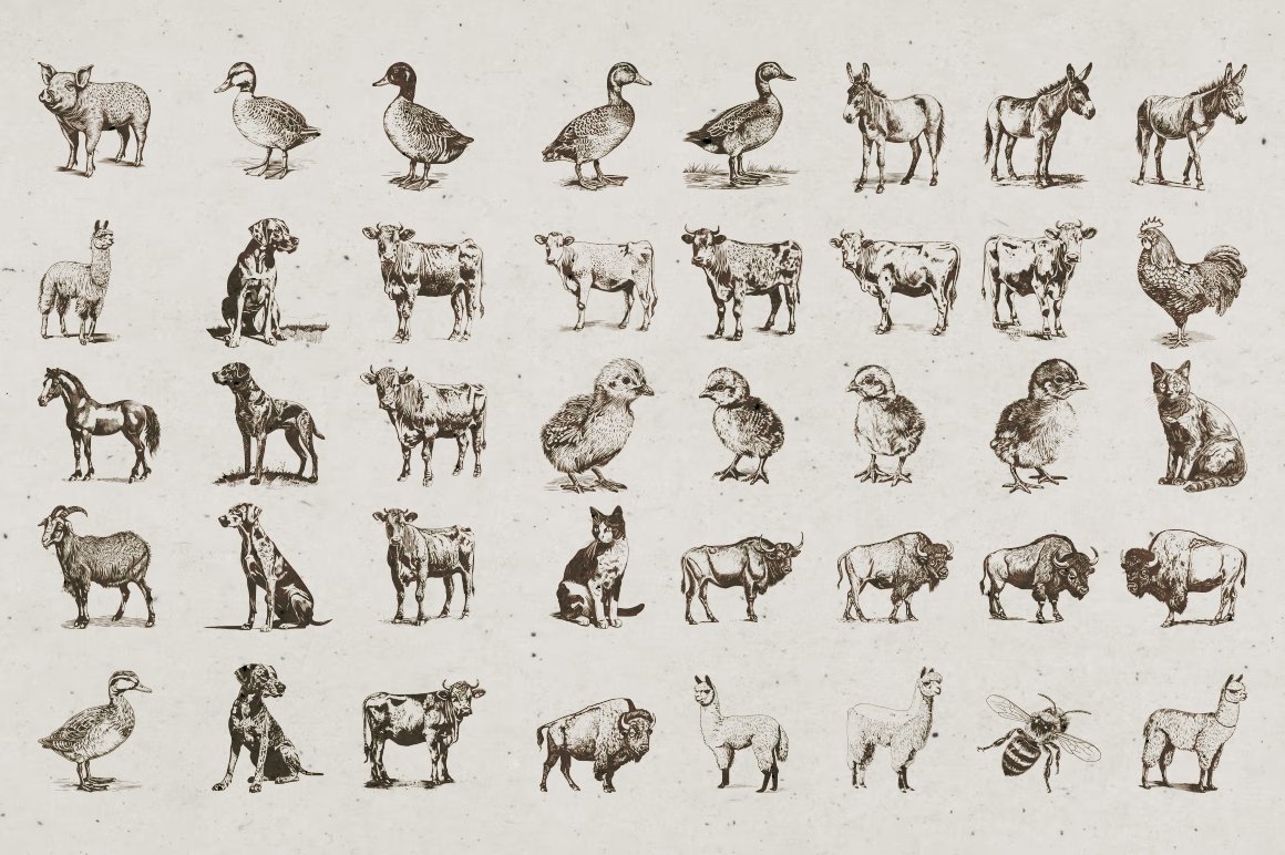 12 farm animals illustrations 793