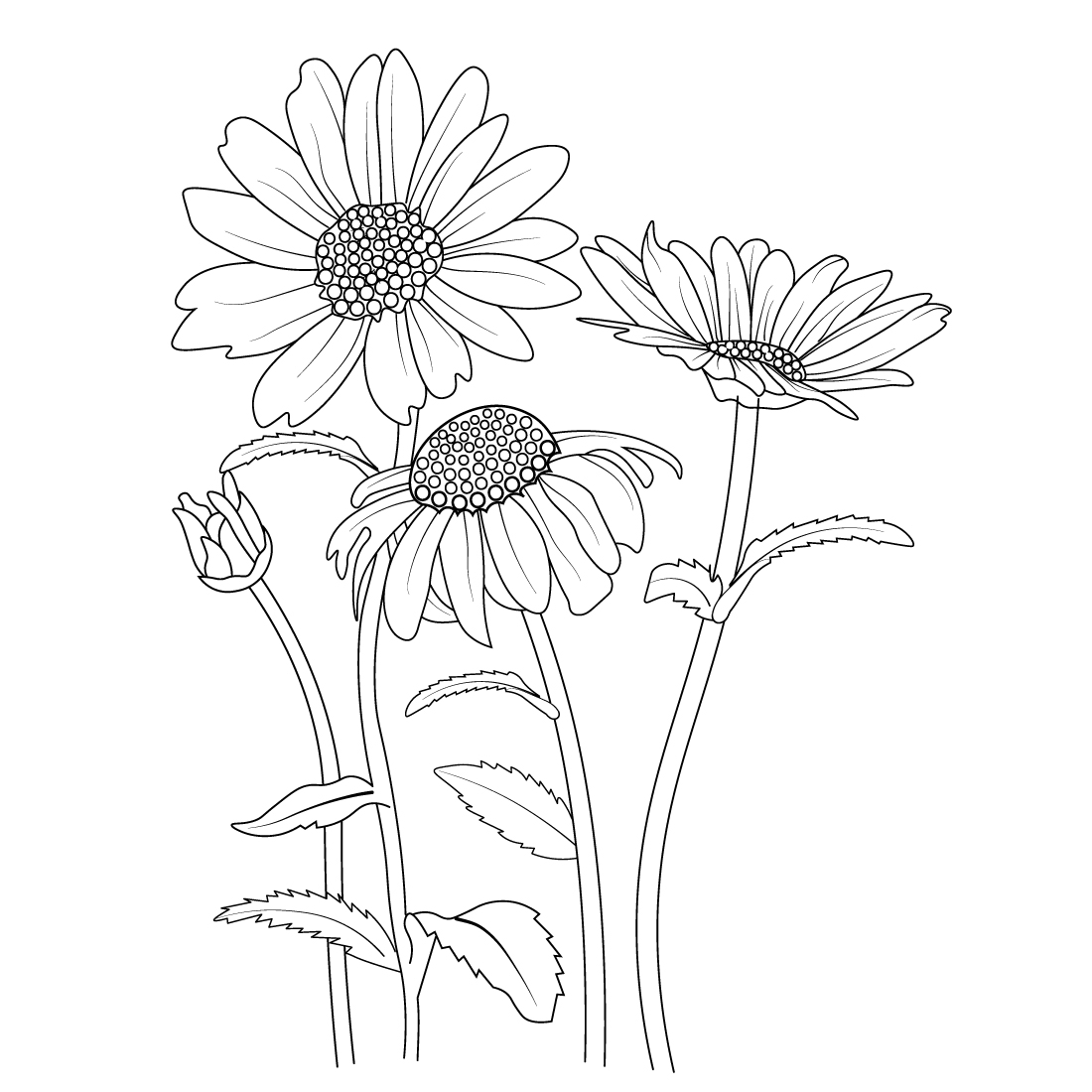 botanical daisy flower line art, gerbera daisy flower pencil art, Pencil realistic daisy flower drawing cover image.