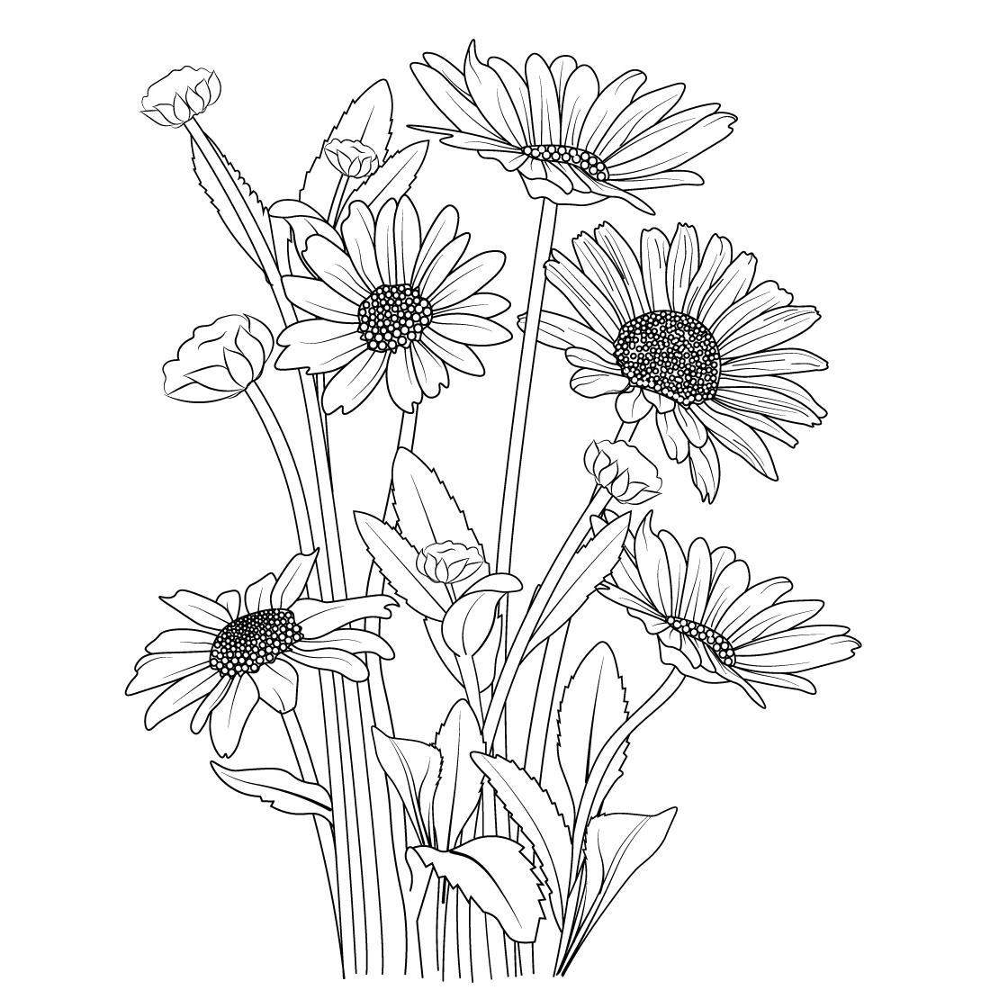 Outline Daisy flower drawing and botanical daisy flower illustration daisy vecetor art preview image.