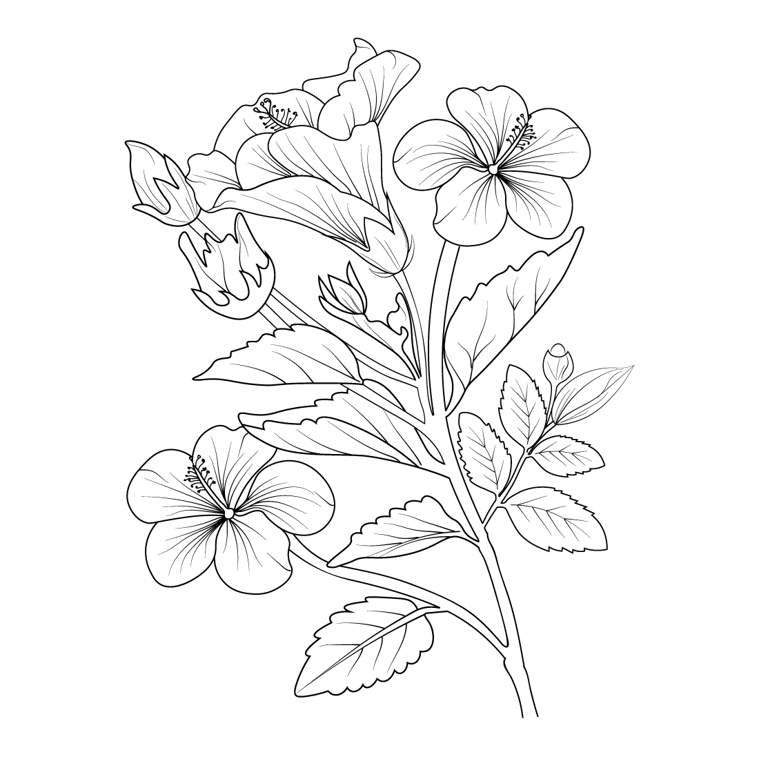easy hibiscus flower sketch. Botanical hibiscus flower drawing, hibiscus  flower ink art. - MasterBundles