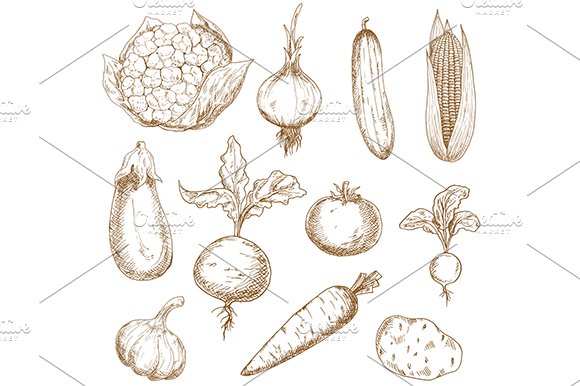 Fresh vegetables hand drawn sketches cover image.