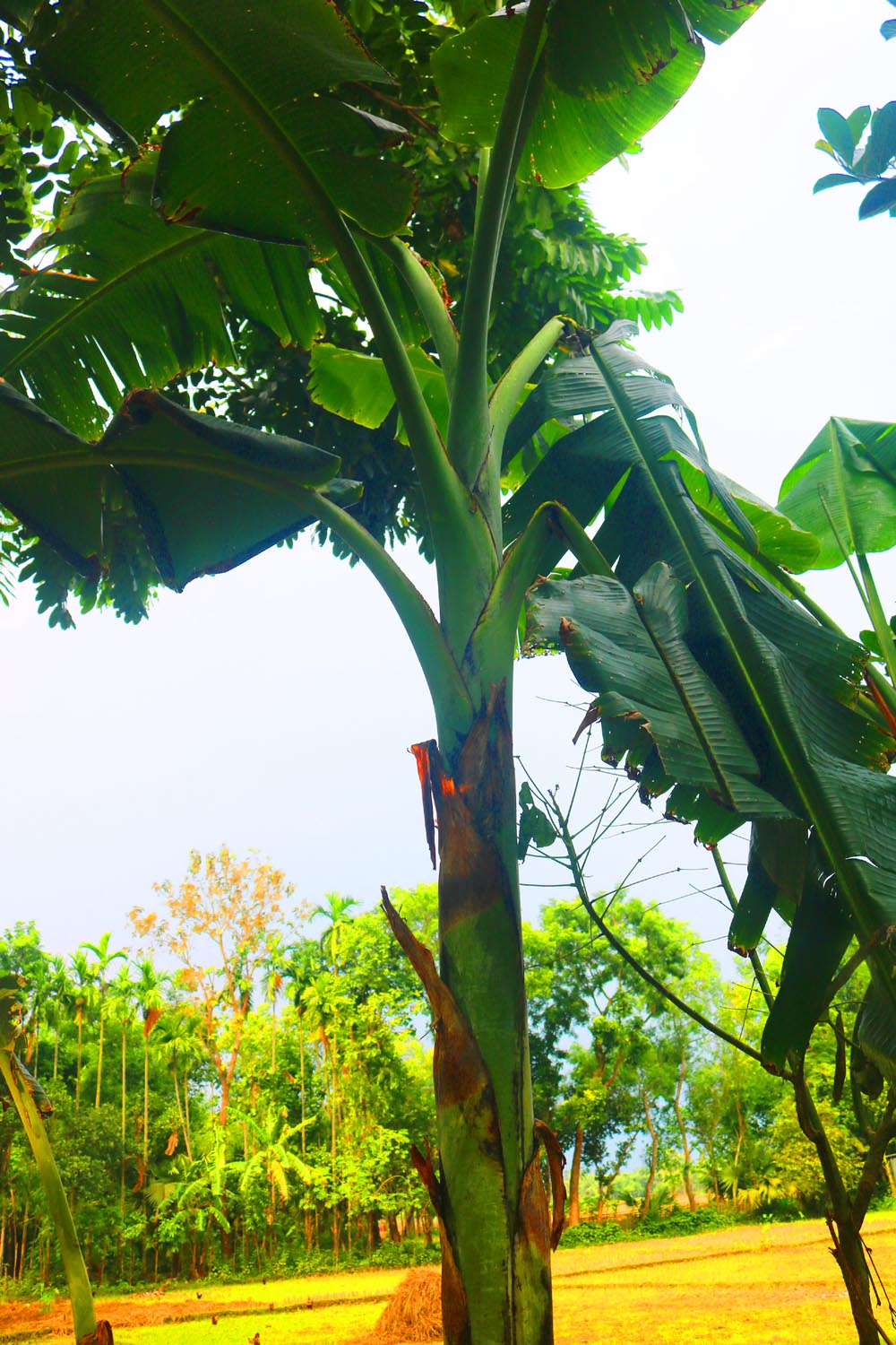 Banana Tree Kola Photography in Bangladesh pinterest preview image.