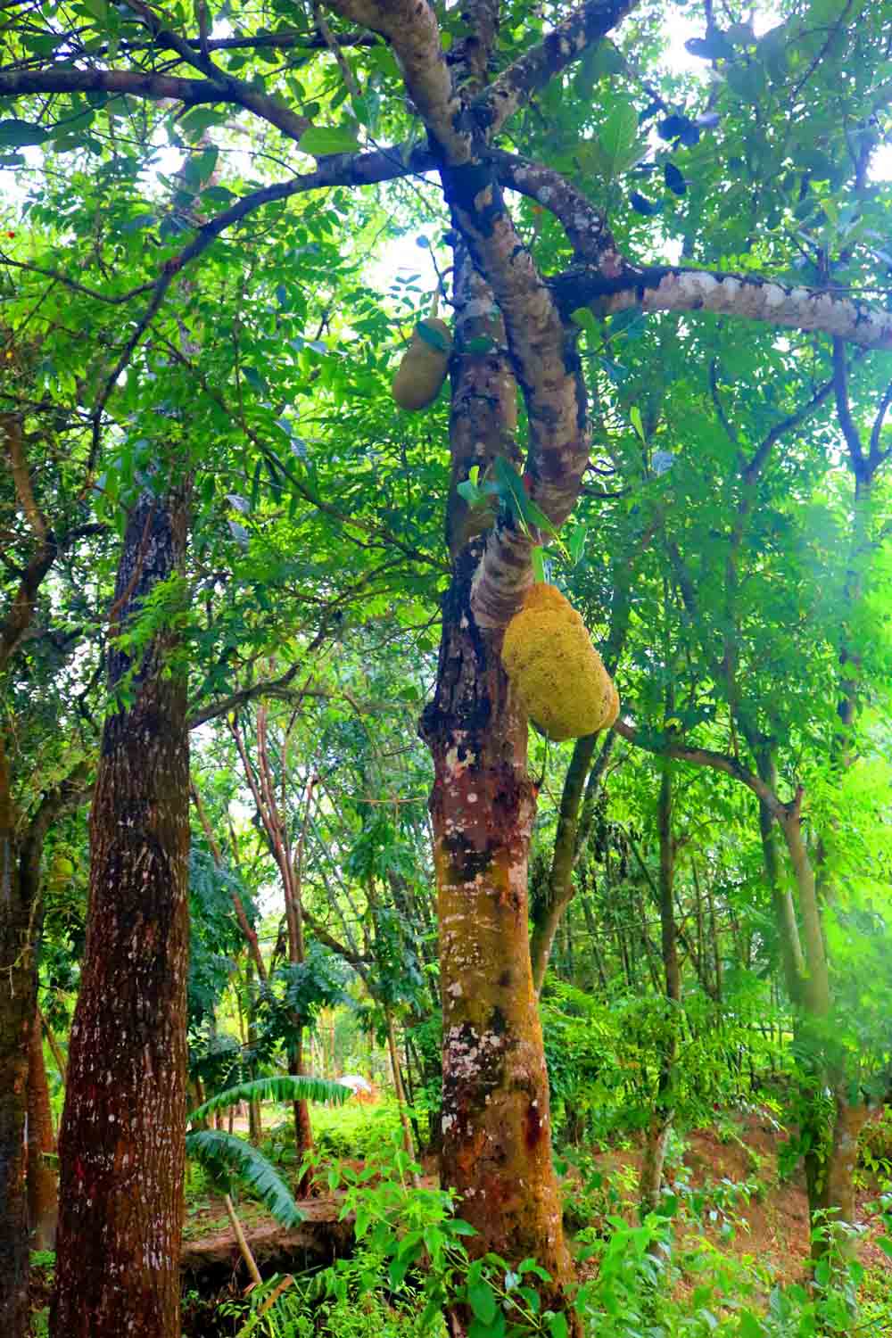 Kathal Tree Photography in Bangladesh pinterest preview image.
