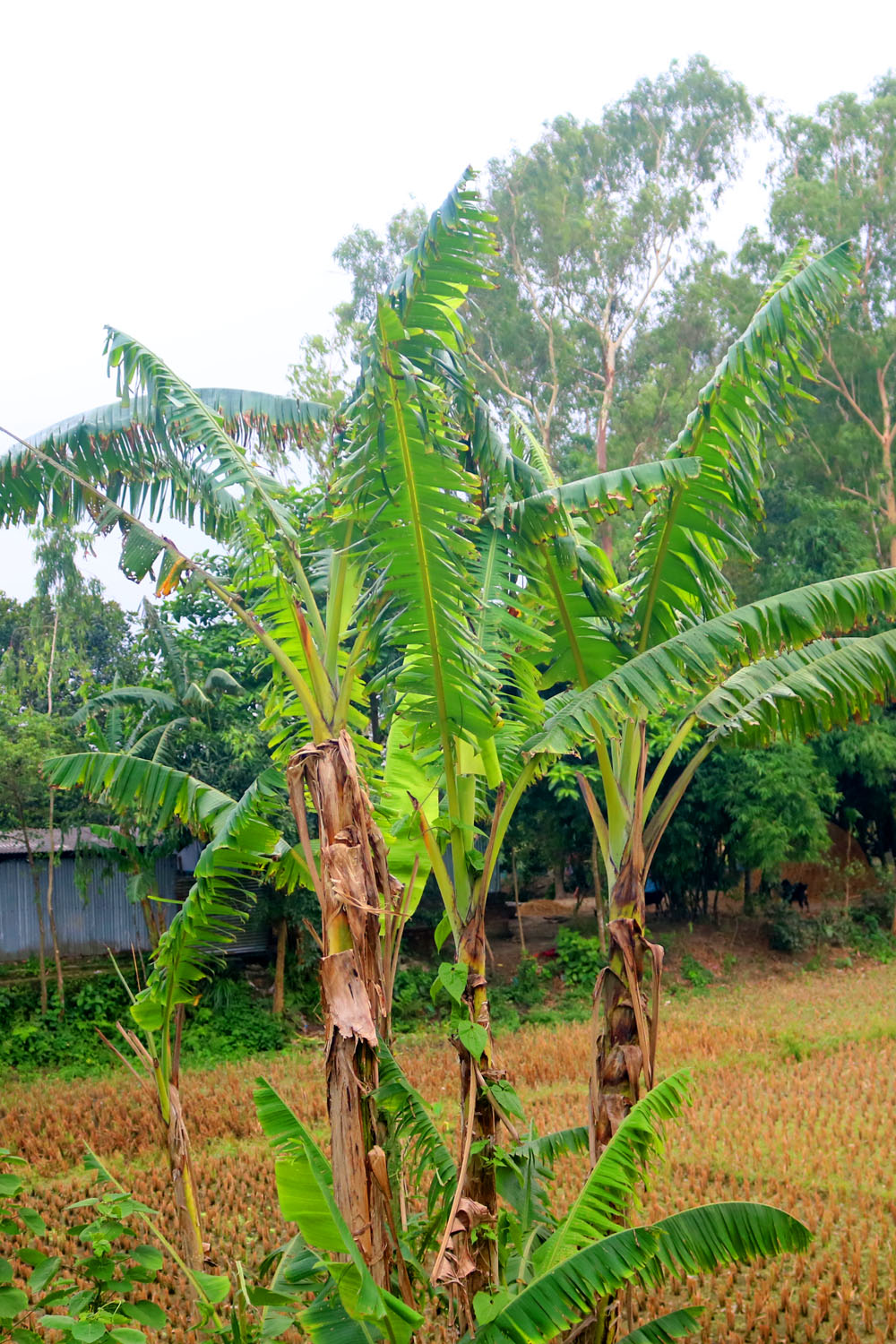 Banana Tree Kola Photography in Bangladesh pinterest preview image.