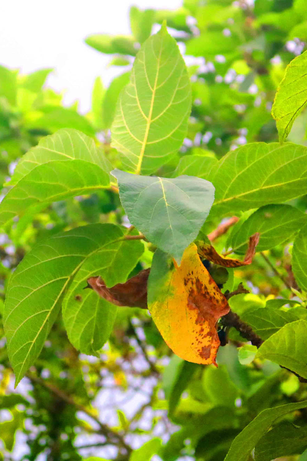 Nature Tree Photography in Bangladesh pinterest preview image.