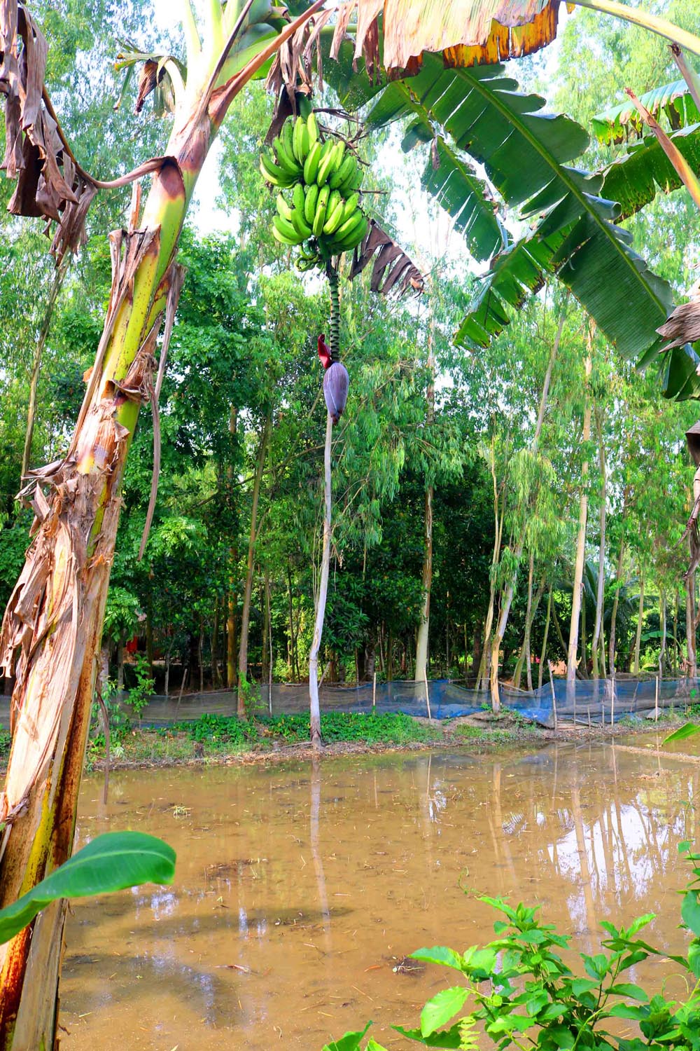 Banana Tree Photography in Bangladesh pinterest preview image.
