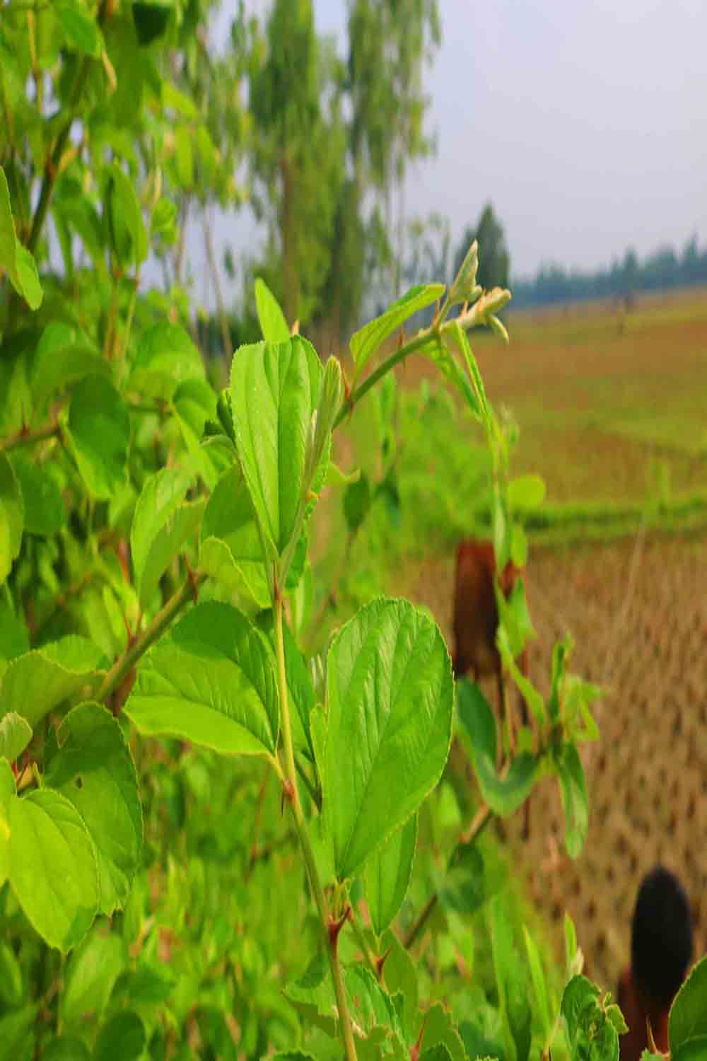 Natural Tree Background Photography in Bangladesh pinterest preview image.