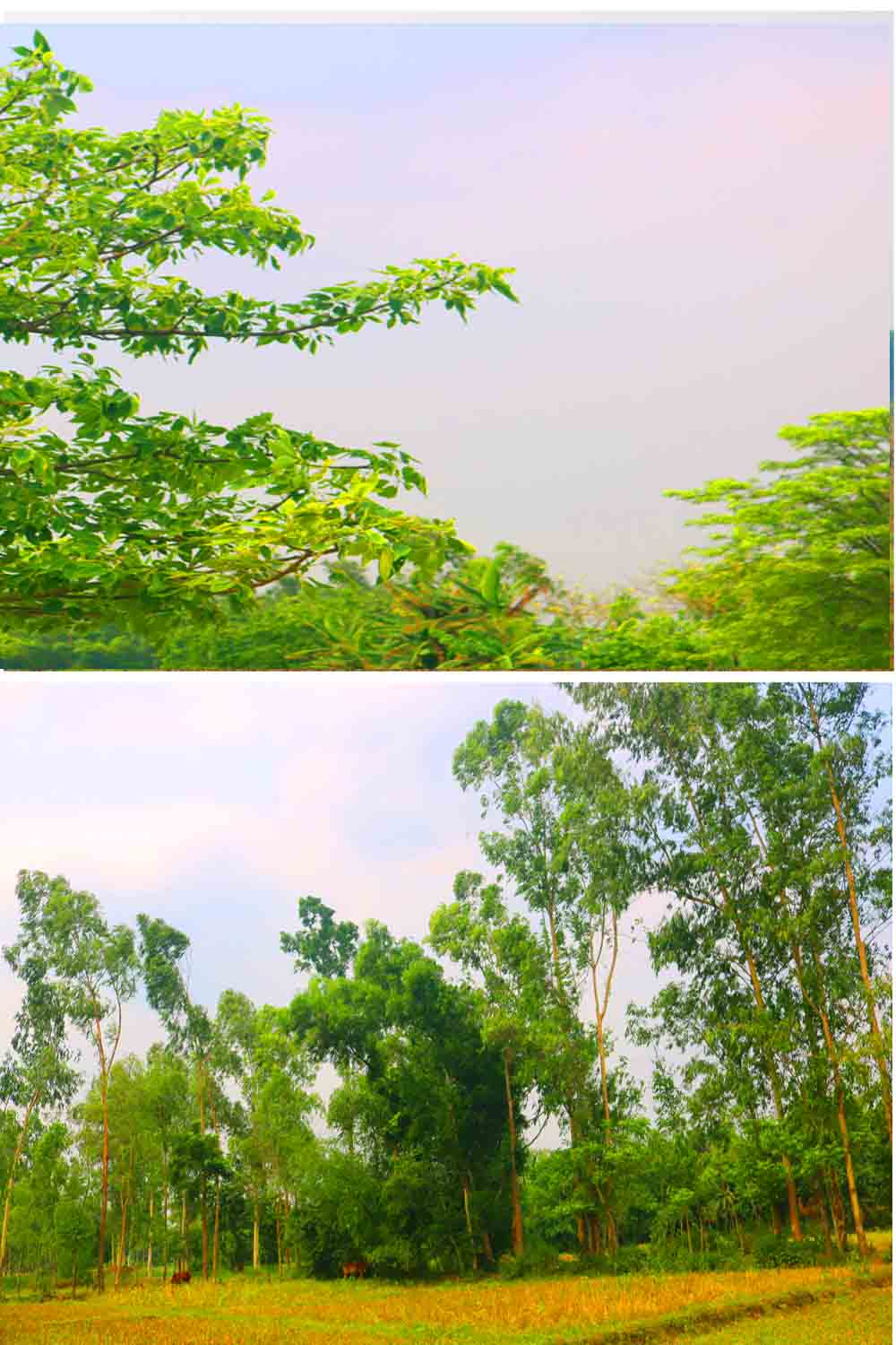 Natural Tree Background Photography in Bangladesh pinterest preview image.