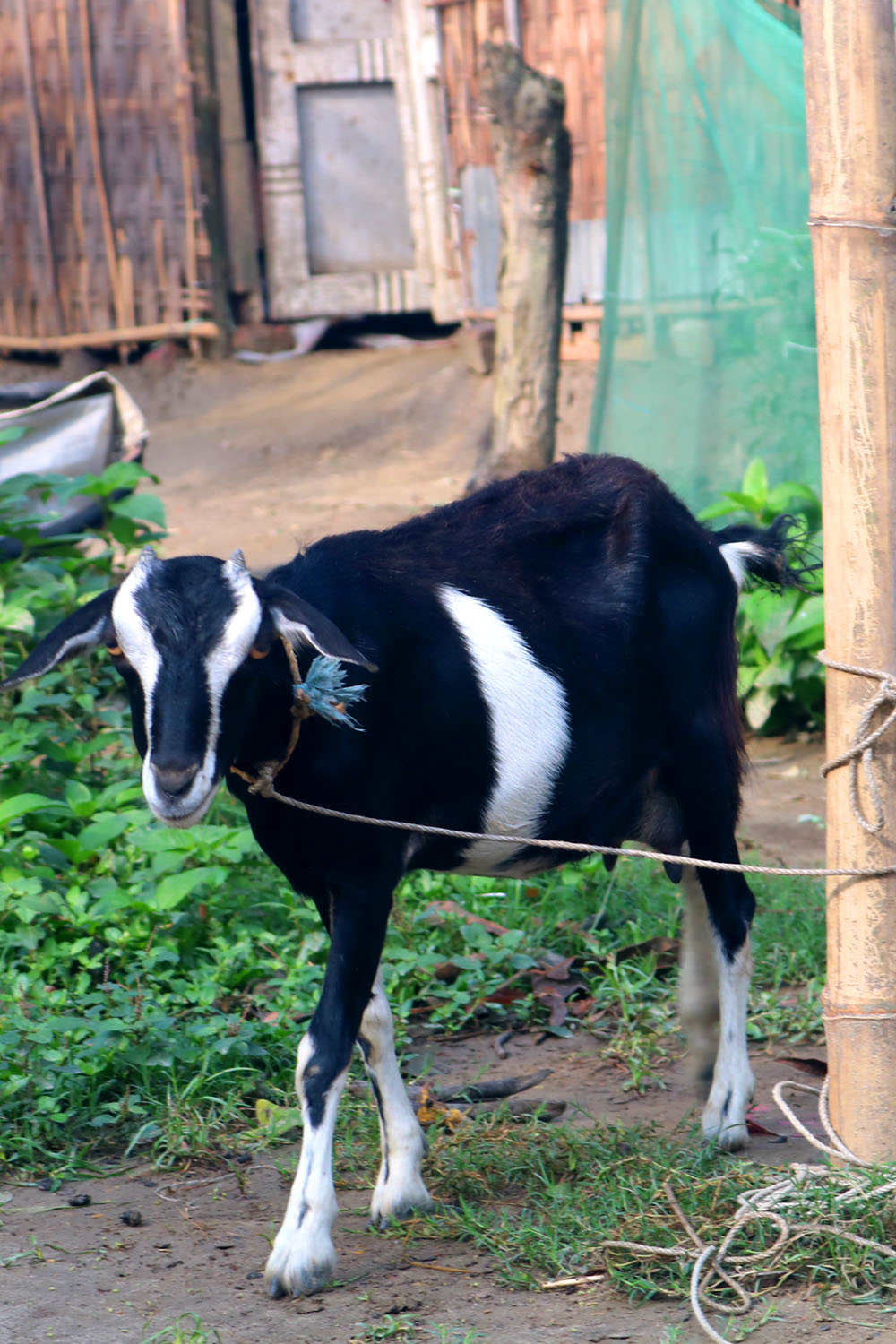 Goat Khasi photography in bangladesh Nimbu Tree pinterest preview image.