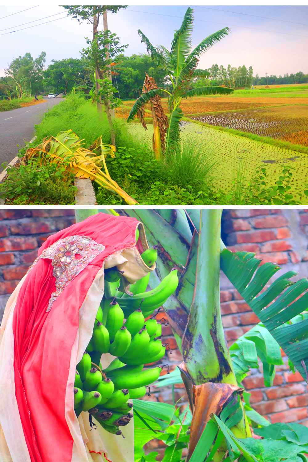 Banana Tree Kola Photography in Bangladesh Fruits pinterest preview image.