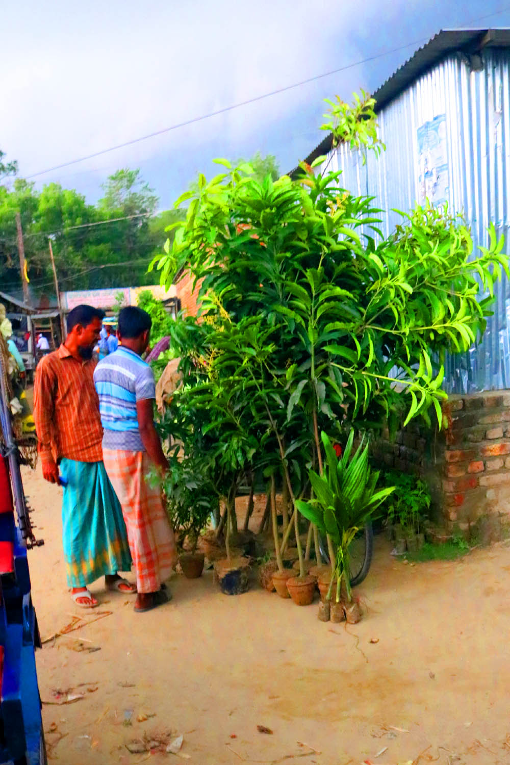 Natural village Tree Background Photography in Bangladesh pinterest preview image.