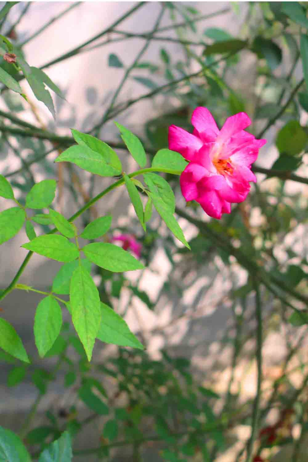 Flower Tree Photography in Bangladesh pinterest preview image.