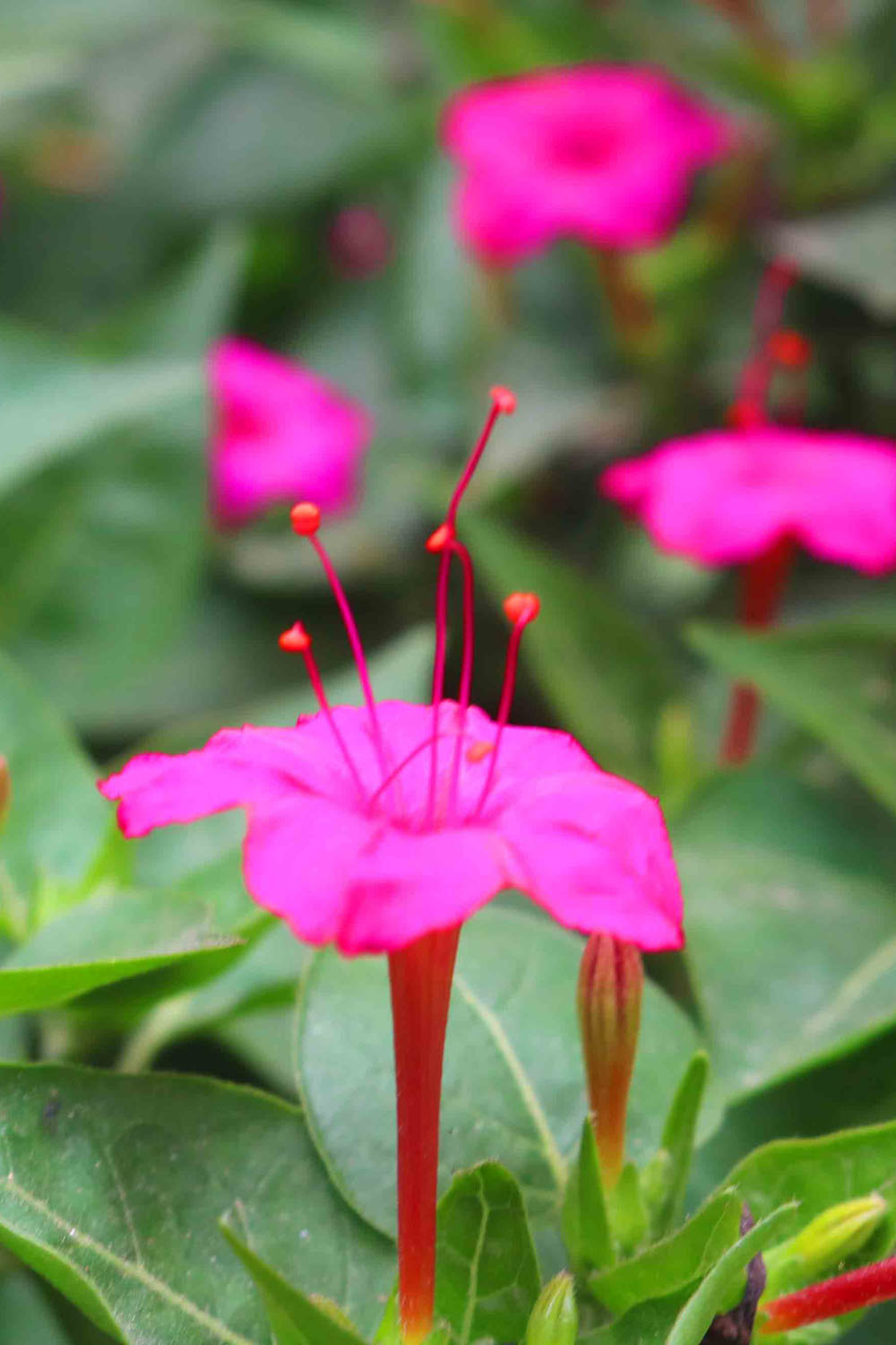 Natural Flower Photography in Bangladesh pinterest preview image.