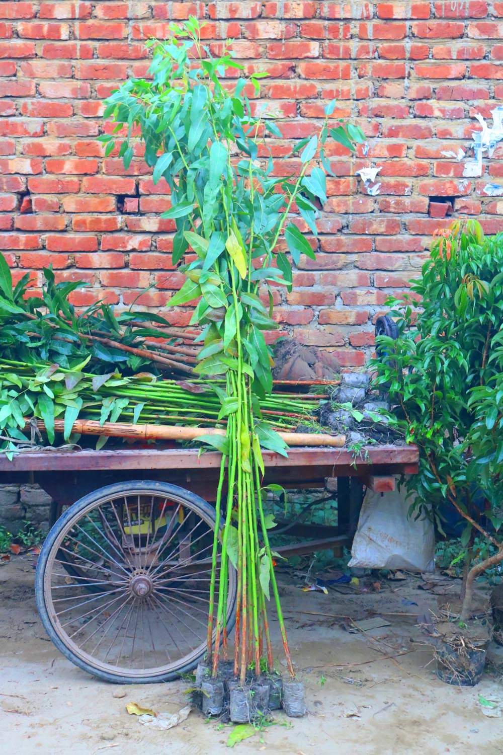 Natural Tree Background Photography in Bangladesh pinterest preview image.