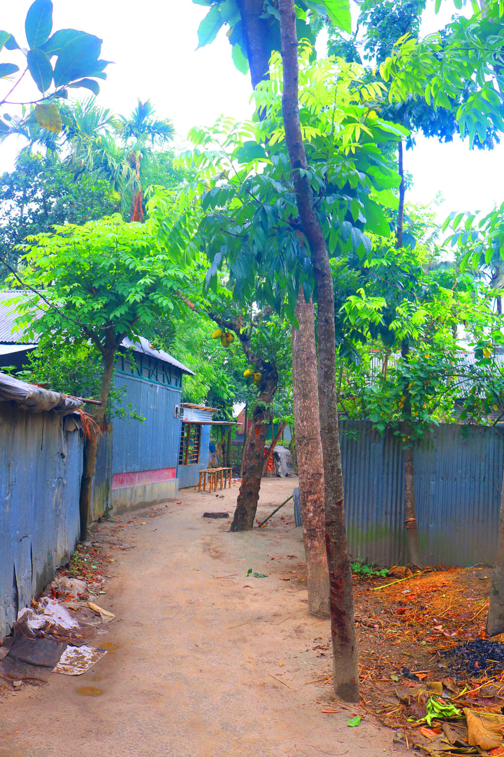 Natural Tree Background Photography in Bangladesh pinterest preview image.