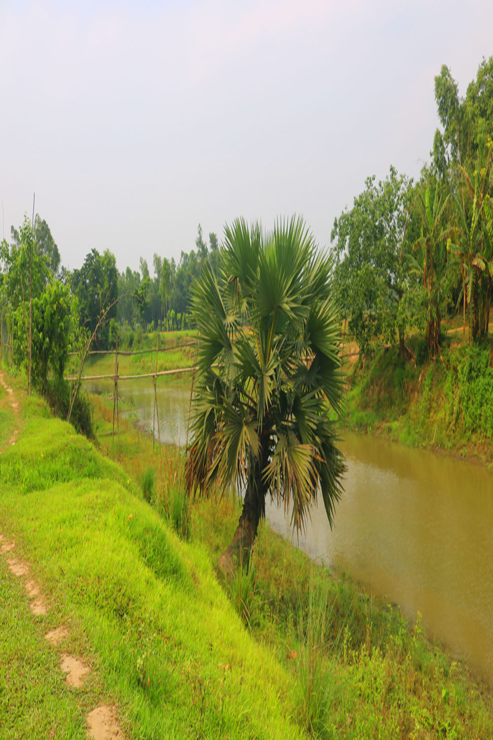 Natural Tree Background Photography in Bangladesh pinterest preview image.