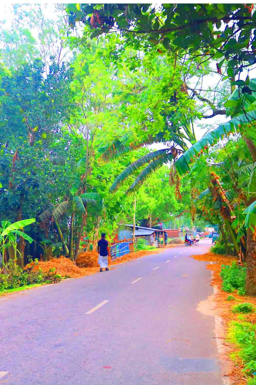 Tree Nature Photography in Bangladesh pinterest preview image.