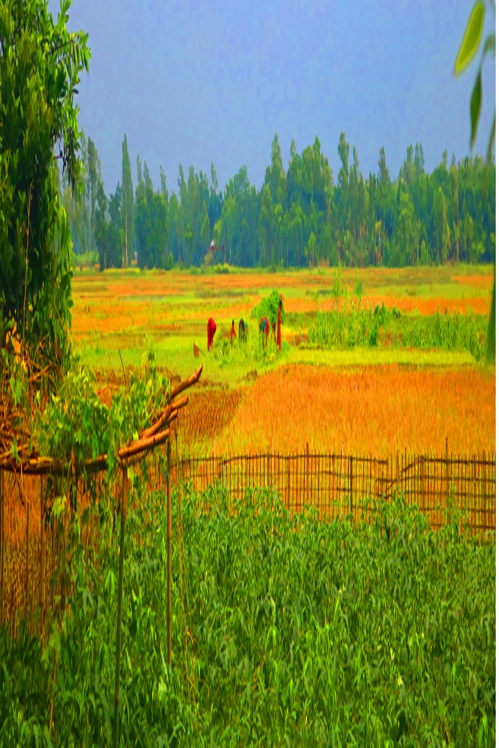 Ghar Tree village people & roads stock photos in Bangladesh pinterest preview image.