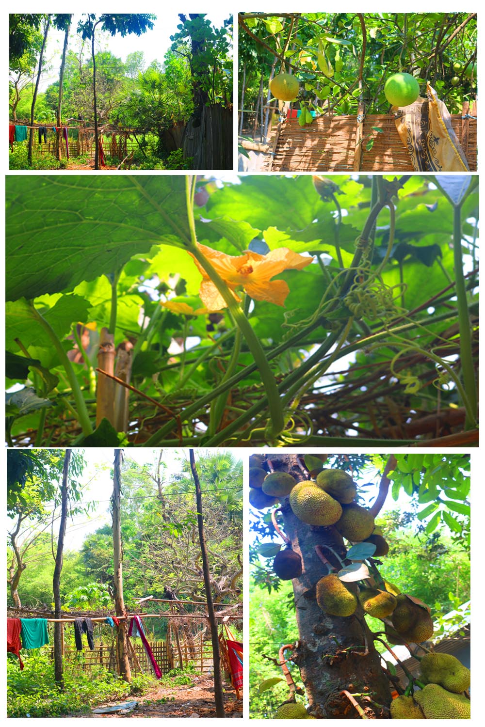 Natural tree Background Photography in Bangladesh pinterest preview image.