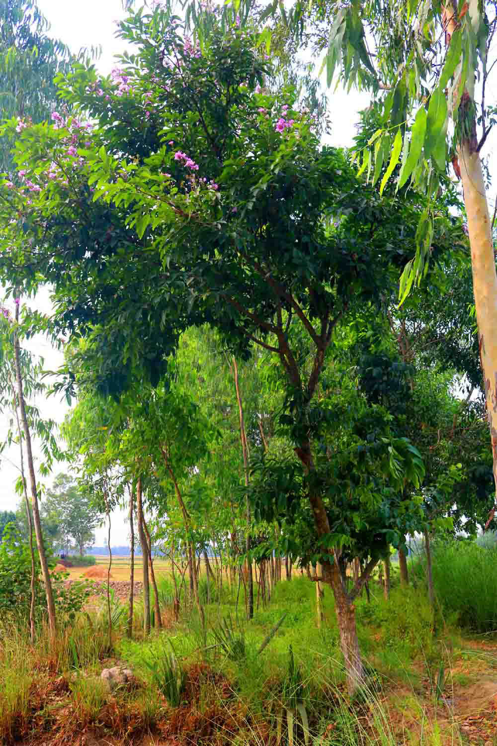 Natural Tree Photography in Bangladesh pinterest preview image.