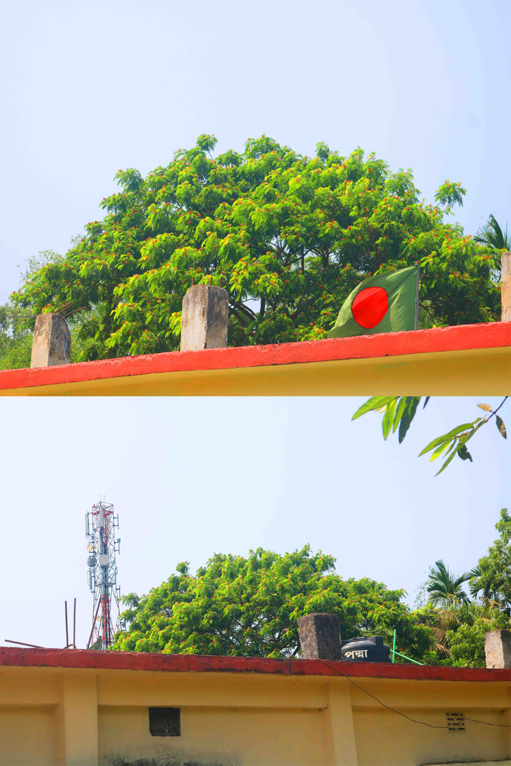 Natural tree Background Photography in Bangladesh pinterest preview image.