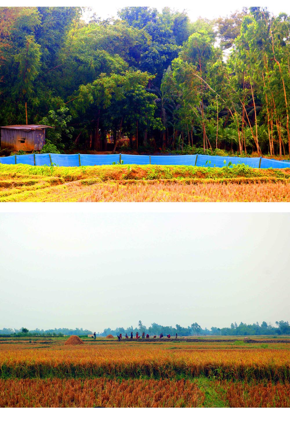 Natural tree Photography in Bangladesh pinterest preview image.