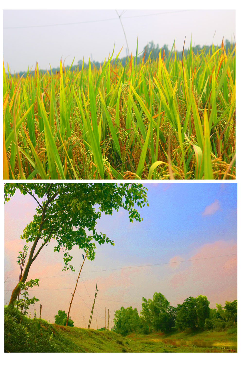 Breathtaking Natural Photography in Bangladesh pinterest preview image.