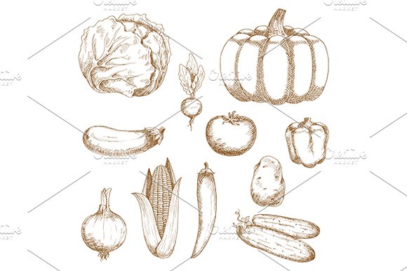 Retro sketches of organic vegetables cover image.