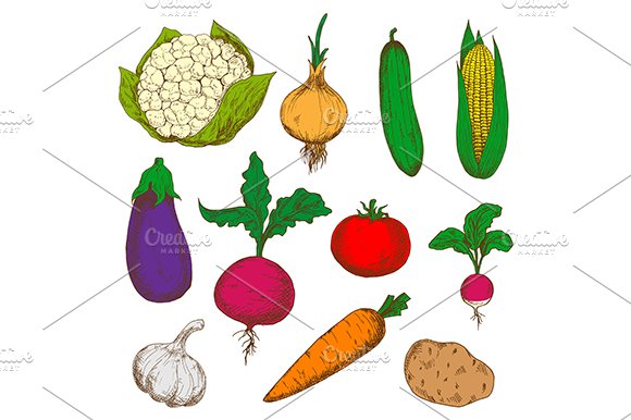 Color ripe vegetables sketches set cover image.