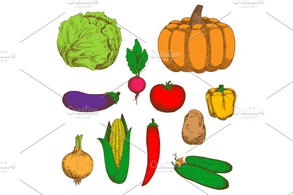Farm vegetables color retro sketches cover image.