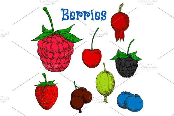 Ripe colorful berry fruits sketches cover image.