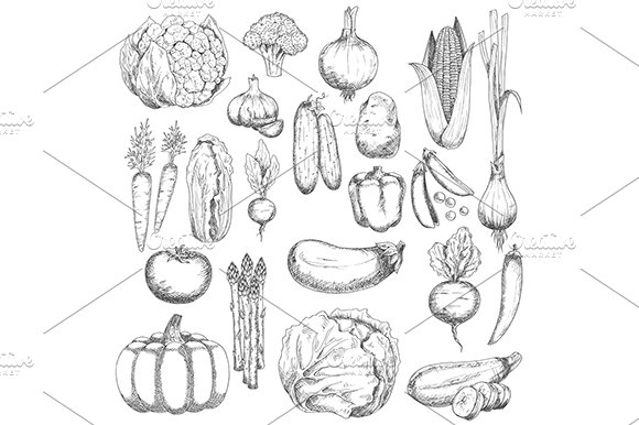 Organic farm vegetables sketches cover image.