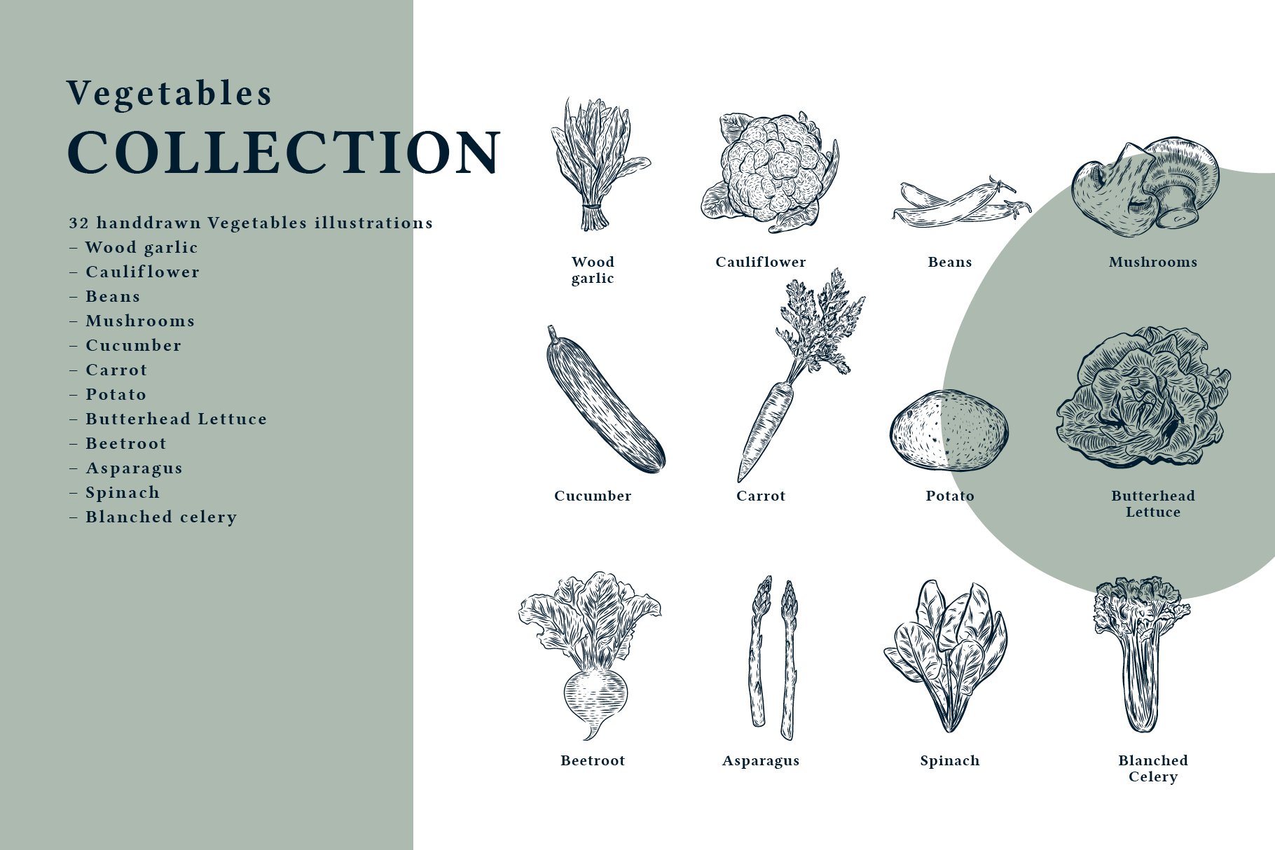 16 cm prasentation illustration vegetables2 673